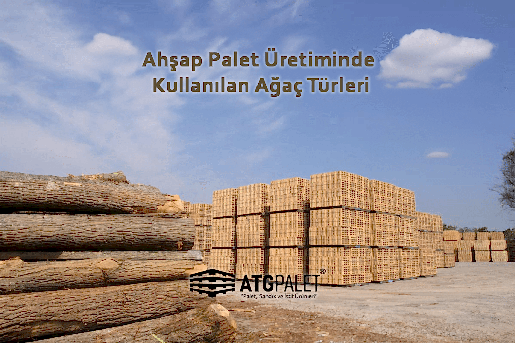 Ahşap Palet Üretiminde Kullanılan Ağaç Türleri
